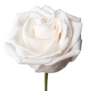 White Rose